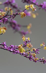 Preview wallpaper branch, flowers, leaves, blur