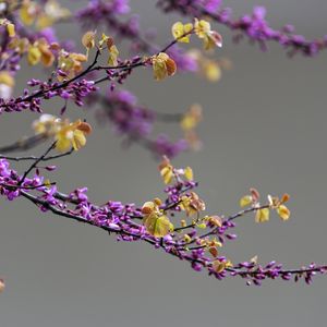 Preview wallpaper branch, flowers, leaves, blur