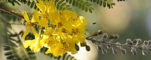 Preview wallpaper branch, flowers, leaves