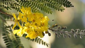 Preview wallpaper branch, flowers, leaves