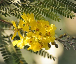 Preview wallpaper branch, flowers, leaves