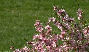 Preview wallpaper branch, flowers, leaves, blossoms