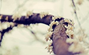 Preview wallpaper branch, flowers, moss, blurred