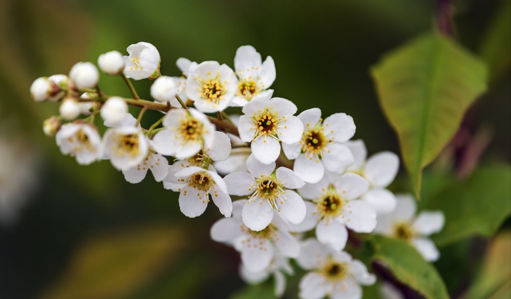1024x600 Wallpaper branch, flowers, petals, leaves, nature