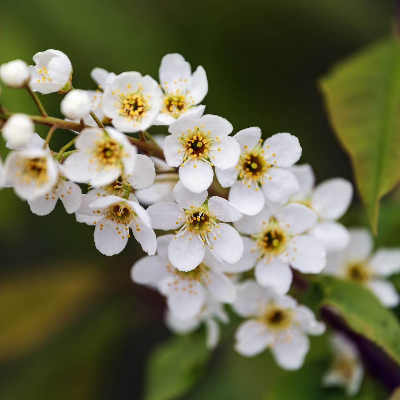 1280x1280 Wallpaper branch, flowers, petals, leaves, nature