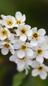 Preview wallpaper branch, flowers, petals, leaves, nature