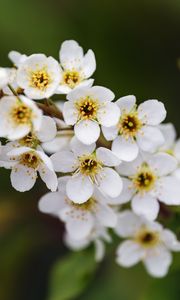 Preview wallpaper branch, flowers, petals, leaves, nature
