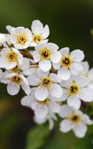 Preview wallpaper branch, flowers, petals, leaves, nature