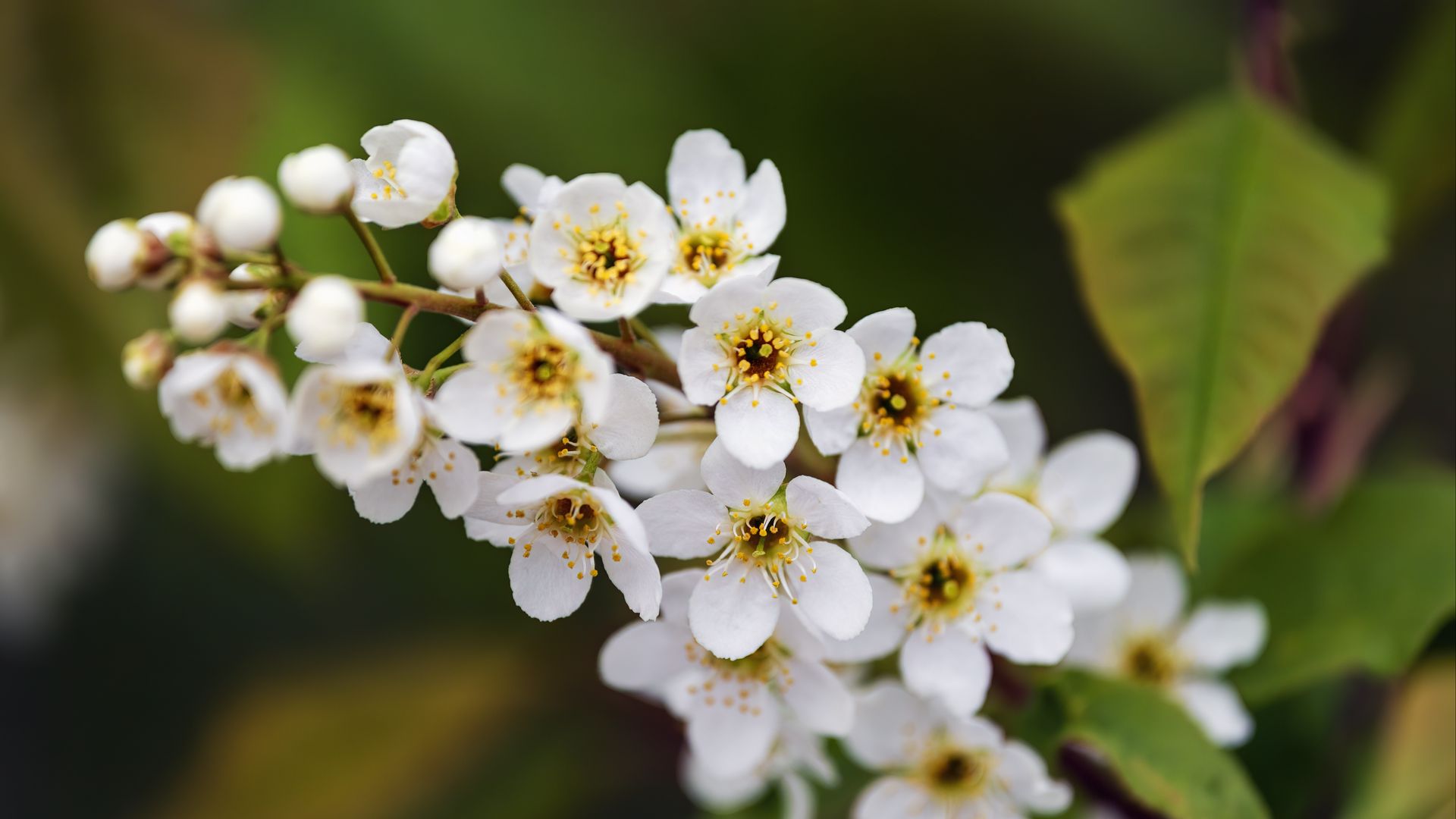 1920x1080 Wallpaper branch, flowers, petals, leaves, nature