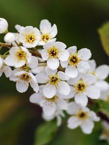 Preview wallpaper branch, flowers, petals, leaves, nature