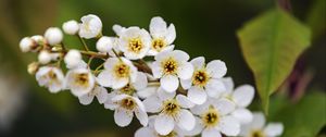 Preview wallpaper branch, flowers, petals, leaves, nature