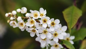 Preview wallpaper branch, flowers, petals, leaves, nature