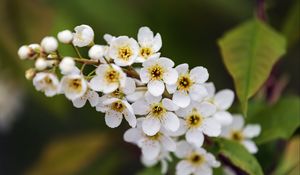 Preview wallpaper branch, flowers, petals, leaves, nature