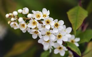 Preview wallpaper branch, flowers, petals, leaves, nature