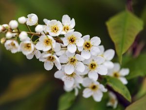 Preview wallpaper branch, flowers, petals, leaves, nature