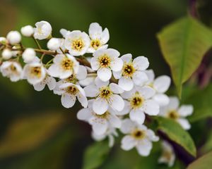 Preview wallpaper branch, flowers, petals, leaves, nature