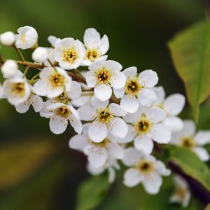 Preview wallpaper branch, flowers, petals, leaves, nature