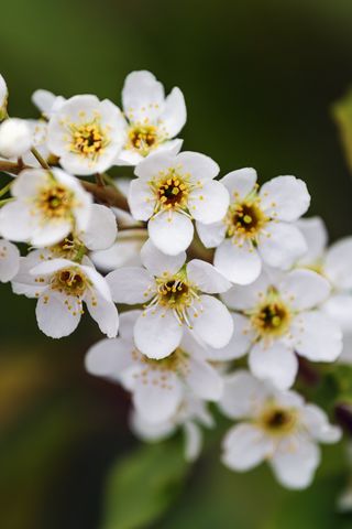 320x480 Wallpaper branch, flowers, petals, leaves, nature