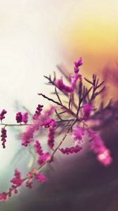 Preview wallpaper branch, flowers, pink