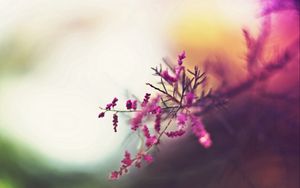 Preview wallpaper branch, flowers, pink