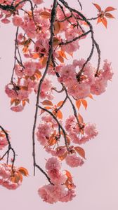 Preview wallpaper branch, flowers, pink, bloom, spring