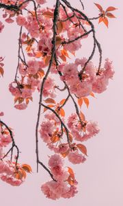 Preview wallpaper branch, flowers, pink, bloom, spring