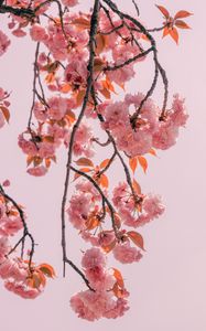 Preview wallpaper branch, flowers, pink, bloom, spring