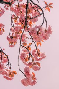 Preview wallpaper branch, flowers, pink, bloom, spring
