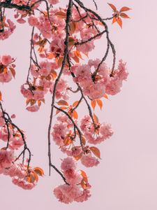 Preview wallpaper branch, flowers, pink, bloom, spring