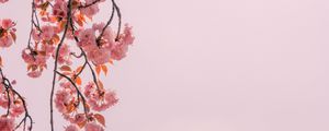 Preview wallpaper branch, flowers, pink, bloom, spring