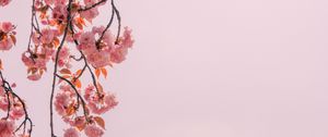 Preview wallpaper branch, flowers, pink, bloom, spring