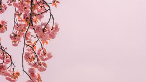 Preview wallpaper branch, flowers, pink, bloom, spring