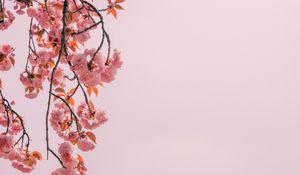 Preview wallpaper branch, flowers, pink, bloom, spring