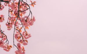 Preview wallpaper branch, flowers, pink, bloom, spring