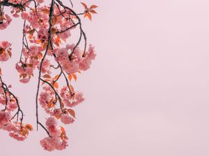 Preview wallpaper branch, flowers, pink, bloom, spring
