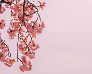 Preview wallpaper branch, flowers, pink, bloom, spring