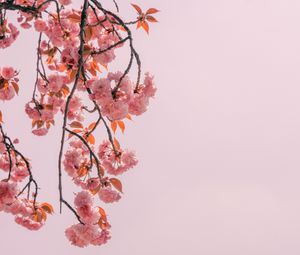 Preview wallpaper branch, flowers, pink, bloom, spring