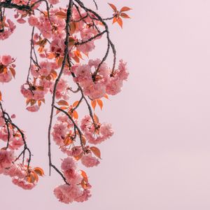 Preview wallpaper branch, flowers, pink, bloom, spring