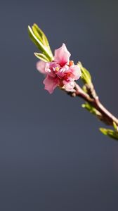 Preview wallpaper branch, flowers, pink, macro, plant