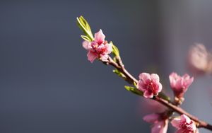 Preview wallpaper branch, flowers, pink, macro, plant