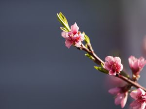 Preview wallpaper branch, flowers, pink, macro, plant