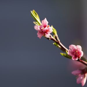 Preview wallpaper branch, flowers, pink, macro, plant