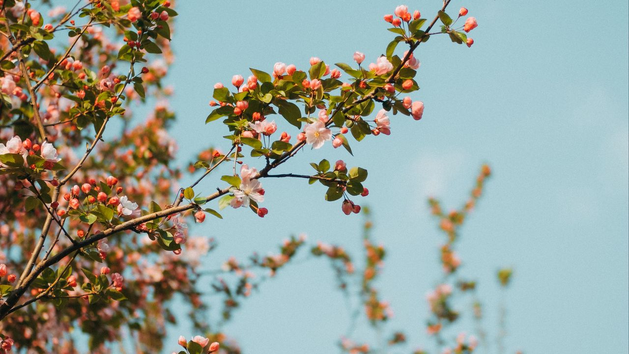 Wallpaper branch, flowers, spring, sky, bloom
