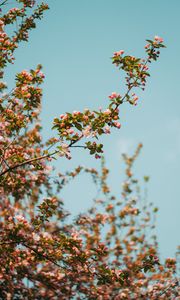 Preview wallpaper branch, flowers, spring, sky, bloom