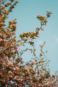 Preview wallpaper branch, flowers, spring, sky, bloom