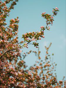 Preview wallpaper branch, flowers, spring, sky, bloom