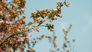 Preview wallpaper branch, flowers, spring, sky, bloom