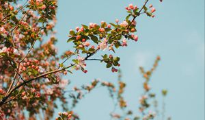 Preview wallpaper branch, flowers, spring, sky, bloom