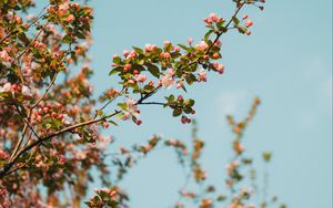 Preview wallpaper branch, flowers, spring, sky, bloom