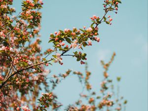 Preview wallpaper branch, flowers, spring, sky, bloom